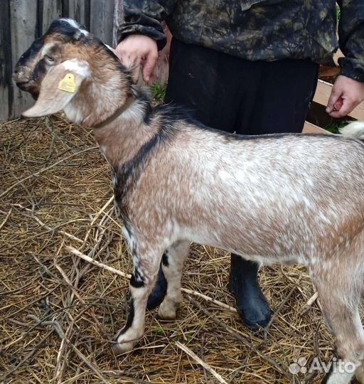 Козёл на покрытие/вязку