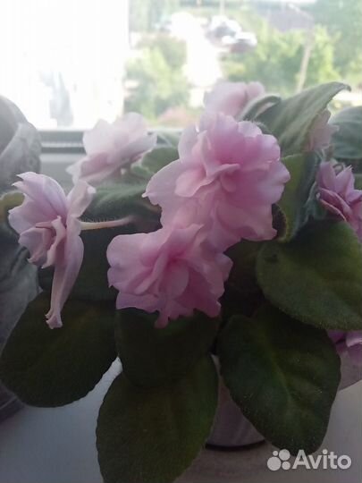 Комнатные растения