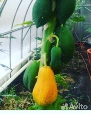 Экзотические растения/саженцы