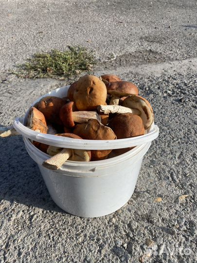 Грибы красноголовики 10л