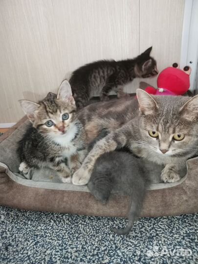 Котята в добрые руки