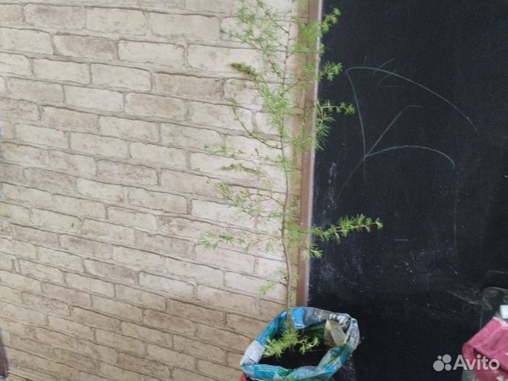 Саженец лиственницы 80 см