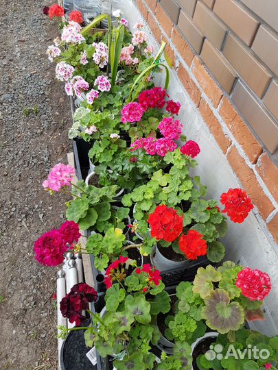 Пеларгонии зональные, королевские, плющеличтные