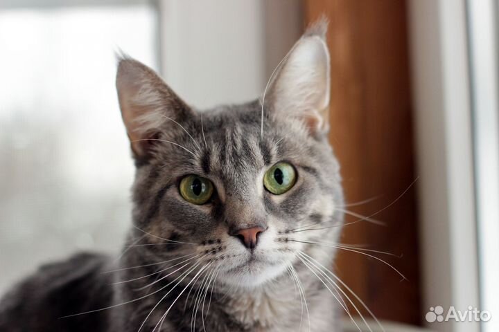 Красавица Суприм в поисках дома