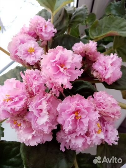 Сортовые фиалки цветущие