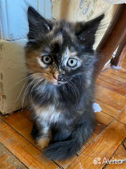 Котята