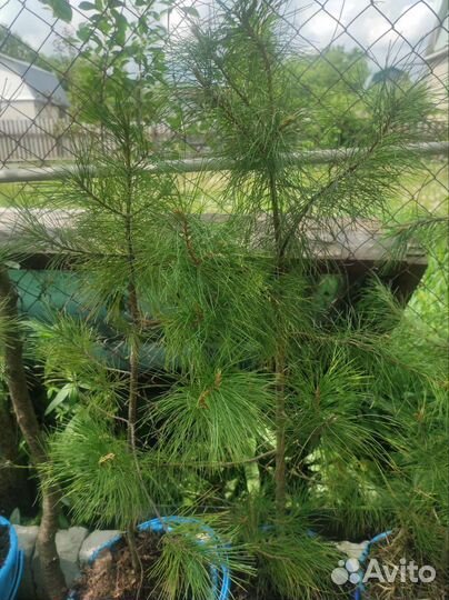 Сосна кедровая сибирская