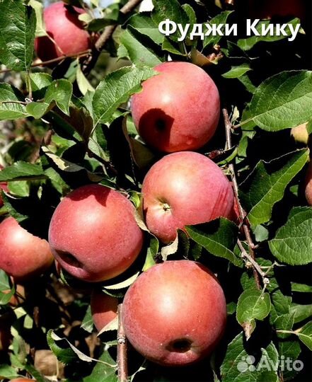 Саженцы Яблоня Фуджи