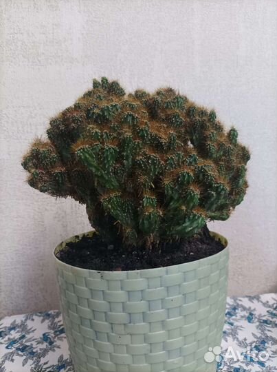 Кактусы цереус, маммиллярия, денежное дерево