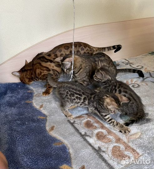 Бенгальские котята
