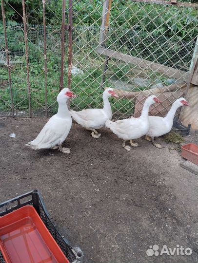 Селезень индоутки