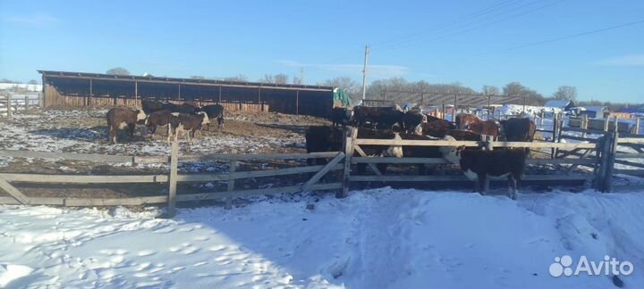 В продаже крс