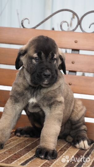 Мастиф(испанский)