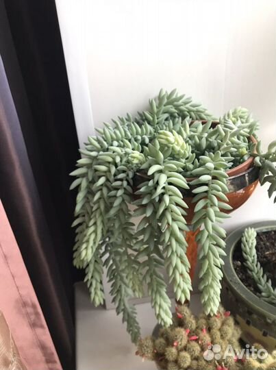 Суккулент: седум- очиток Моргана и Буррито - вьюн