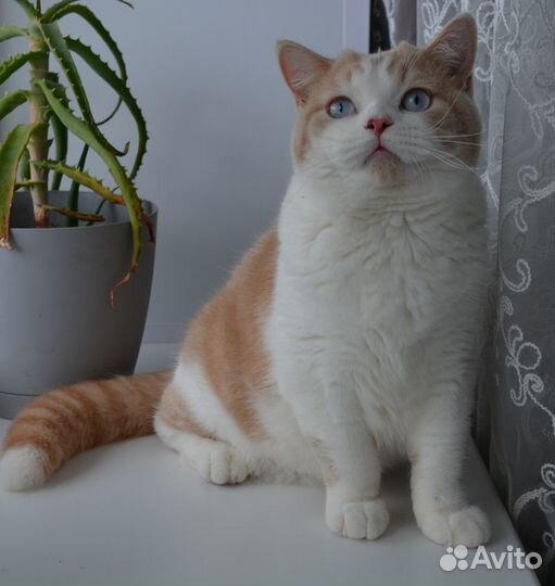 Голубоглазый Британец