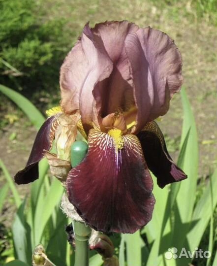 Ирисы бородатые,лилейник,хризантема,флоксы,бадан