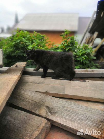 Кошка и котик в дар