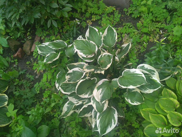 Хоста, Марьин Корень, Тимьян