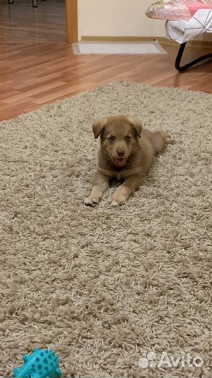 Щенок в добрые руки