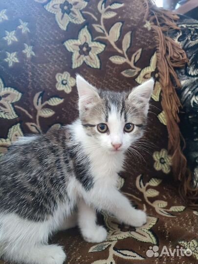 Кошка в дар бесплатно