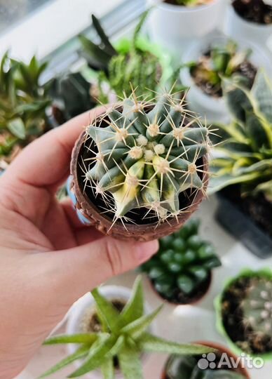 Кактус вариегатный