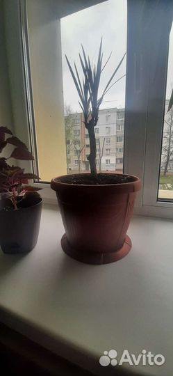 Драцена