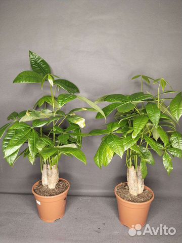 Пахира Акуатика