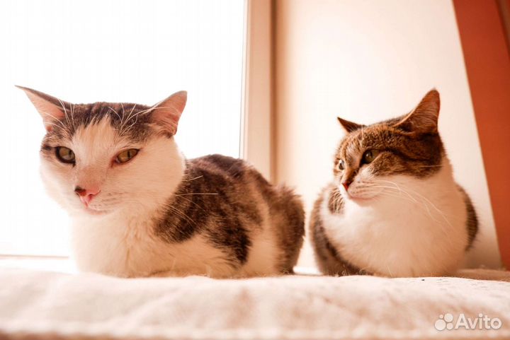 Кот ищет дом