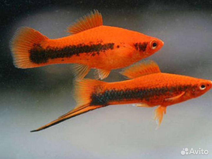 Прополка аулофорус трубочник Изя инфузория