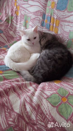 Кошка турецкая ангора