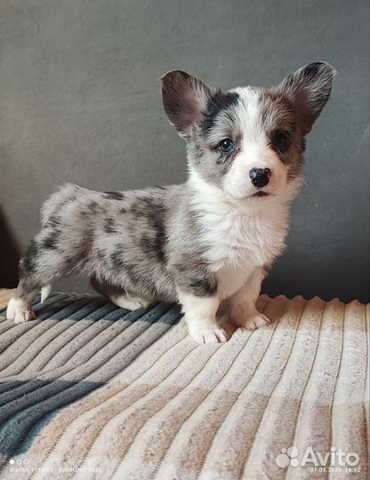 Щенки корги