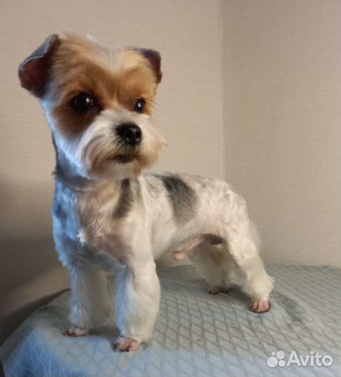 Стрижка собак и кошек