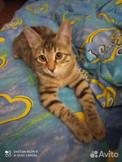 Европейская кошка