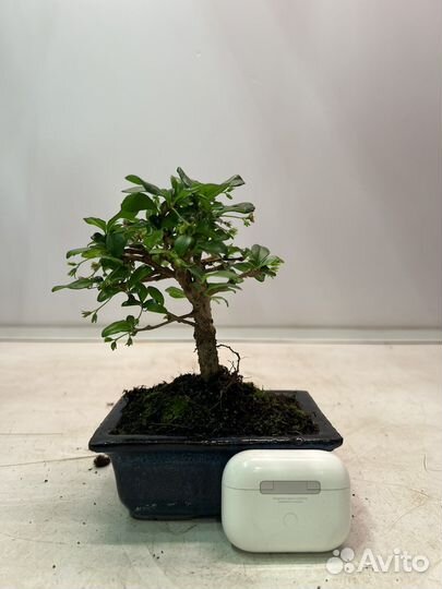 Бонсай кармона 15/20 в керамике
