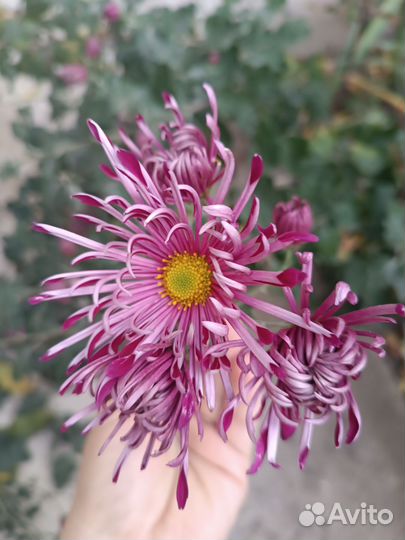 Хризантема