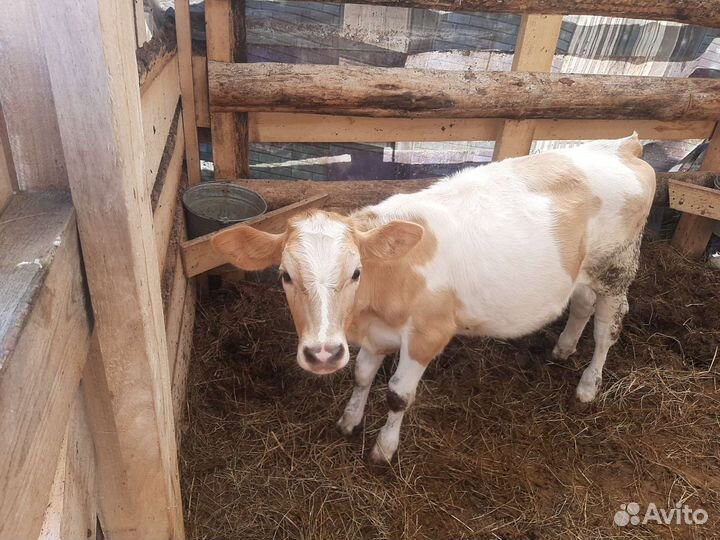 Бык, корова, 2 телочки