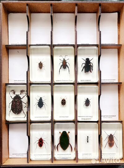 Коллекция жуков