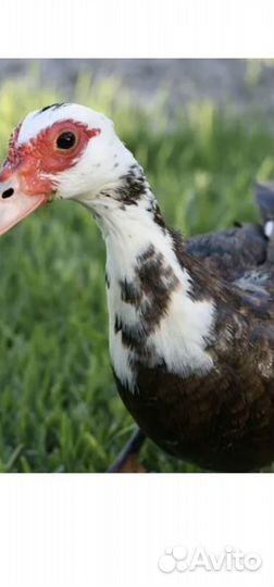 Мускусные утки