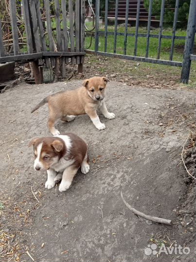 Отдам бесплатно щенки