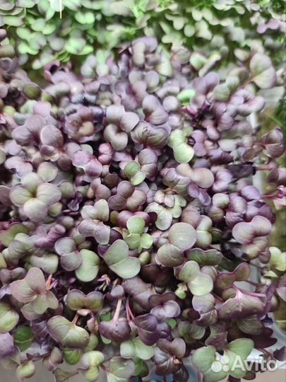 Микрозелень, Бэйби-Лист, Зелень