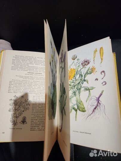 Лекарственные растения Марийской АССР 1975