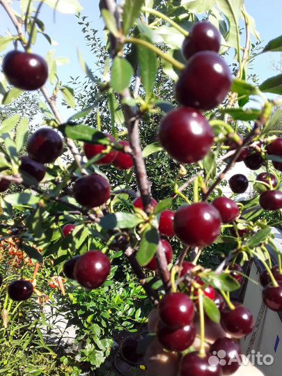 Саженцы вишни, смородины, малины,смородины, сливы