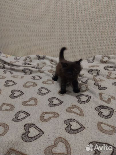 Котята