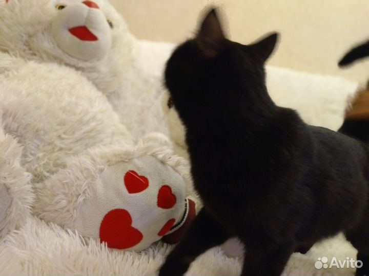 Котенок в дар бесплатно