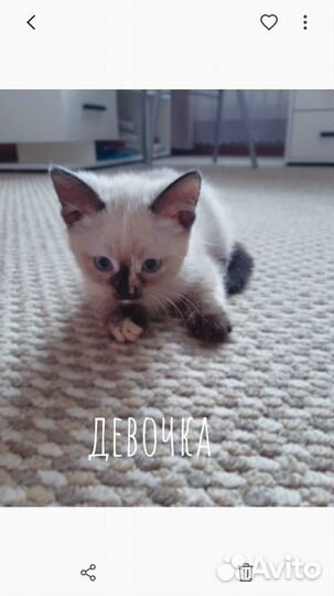 Котята отдам бесплатно