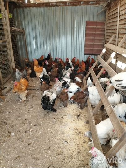 Куры и Петухи Брама, Кохи