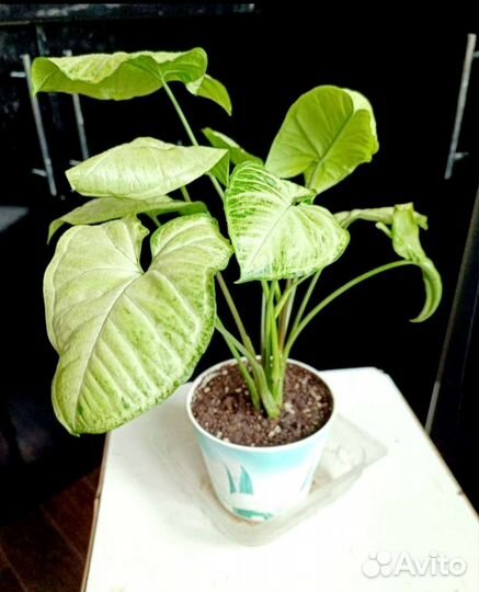 Сингониум White Butterfly