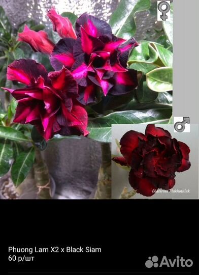 Семена адениума