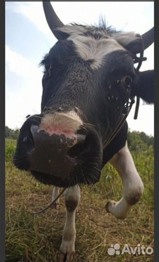 Корова нетель