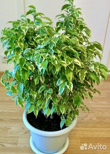Фикус Бенджамина сорт Кинки